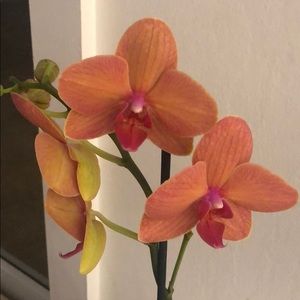 Meet your Posher, Nohra